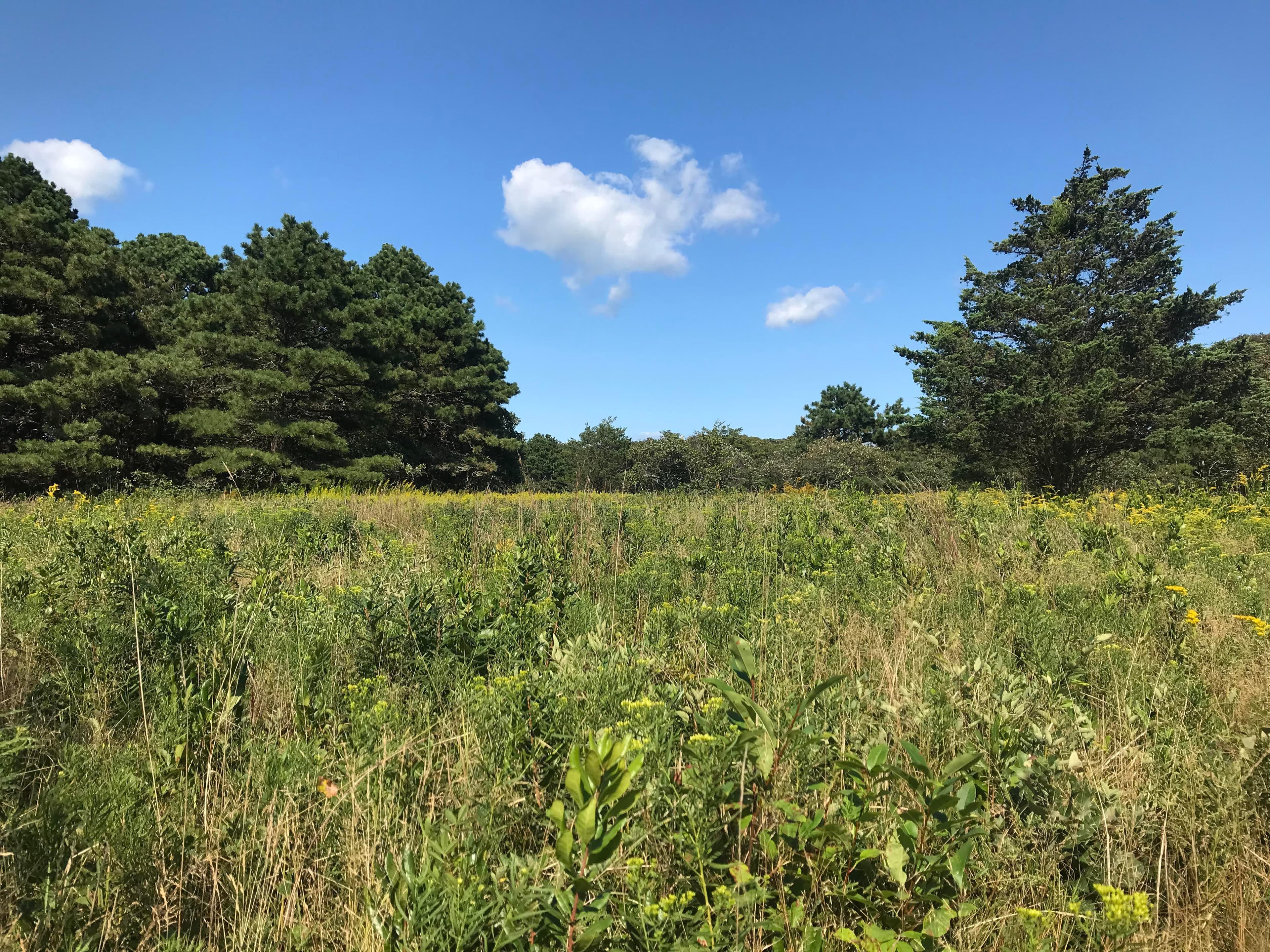 Nature trails in Edgartown, Massachusetts