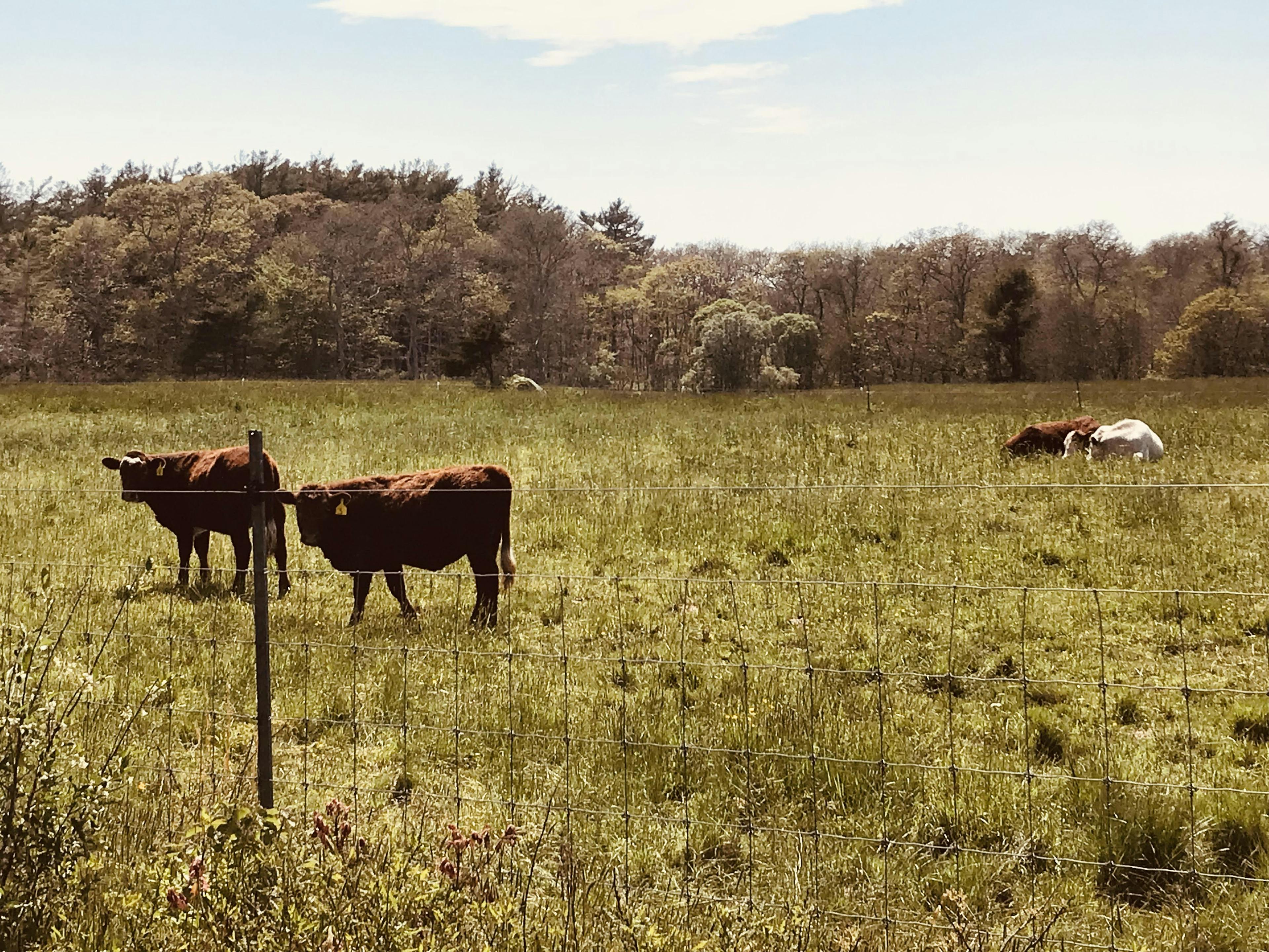 Cattle in West Tisbury, Massachusetts